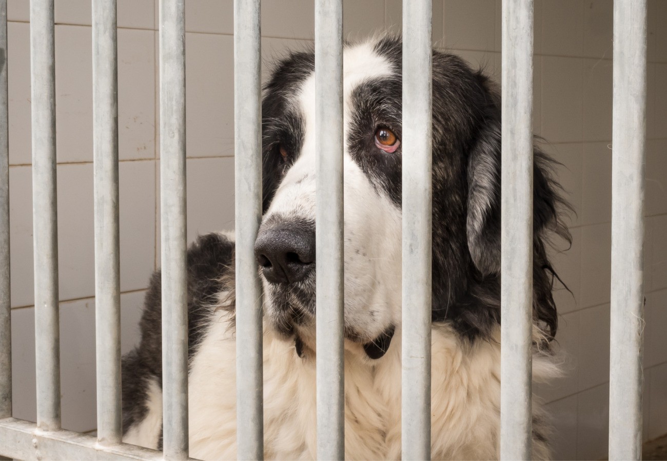 Câmara de Araras aprova projeto em luta contra maus-tratos aos animais